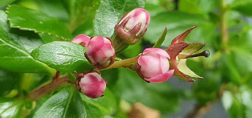 Escallonia 'Apple Blossom' Escallonia 'Apple Blossom'